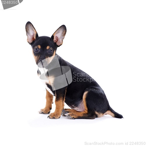 Image of Young black coat puppy dog isolated on white