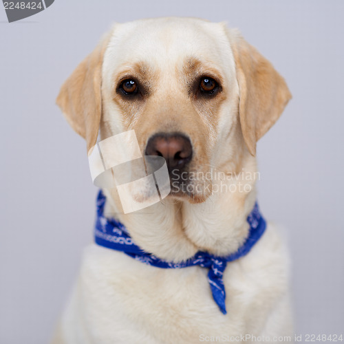 Image of Handsome golden labrador