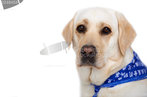 Image of Beautiful golden labrador