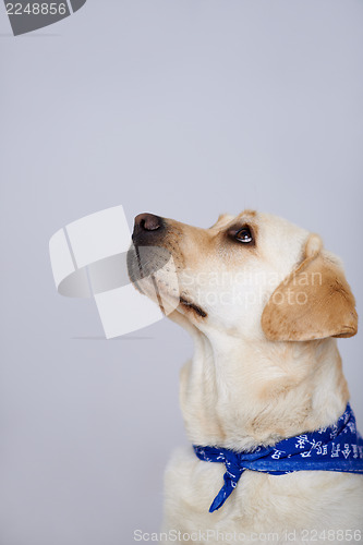 Image of Faithful golden labrador