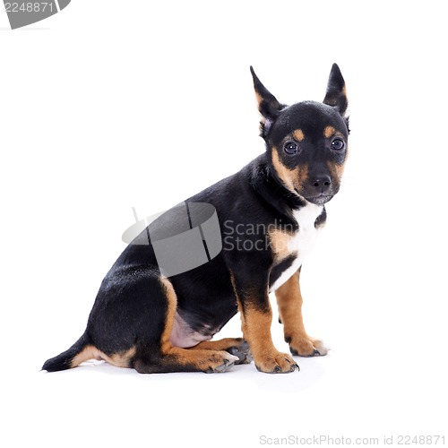 Image of Young black coat puppy dog isolated on white