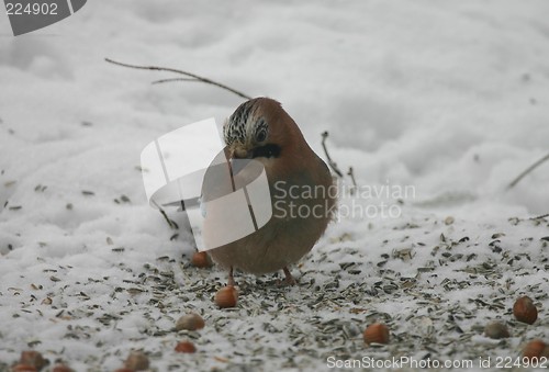 Image of jay (garrulus glandarius)