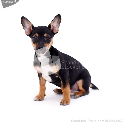 Image of Young black coat puppy dog isolated on white