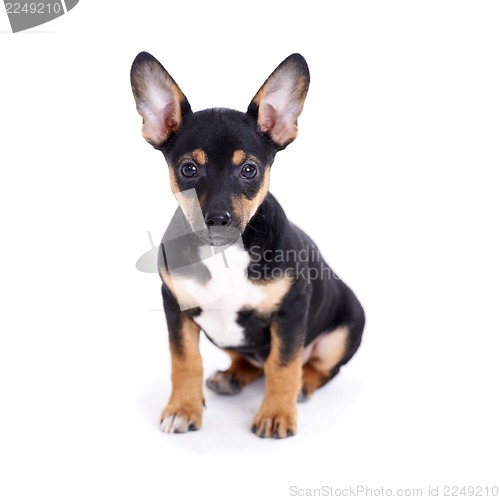 Image of Young black coat puppy dog isolated on white