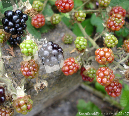 Image of Wild Blackberries