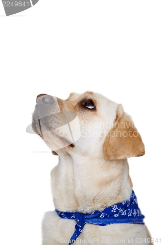 Image of Labrador looking up with beseeching eyes