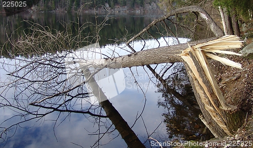 Image of Broken wood