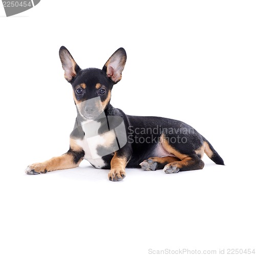 Image of Young black coat puppy dog isolated on white