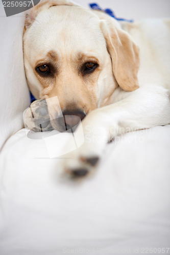 Image of Golden labrador taking a rest