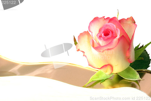 Image of rosebud isolated