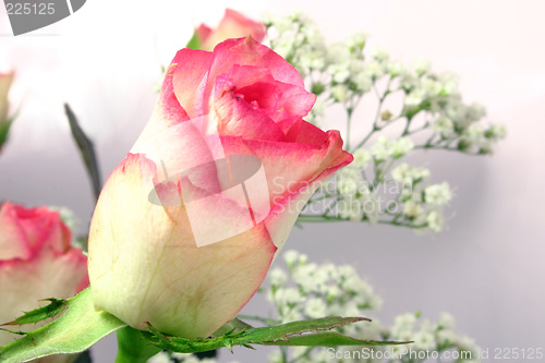 Image of rose and gypsophila