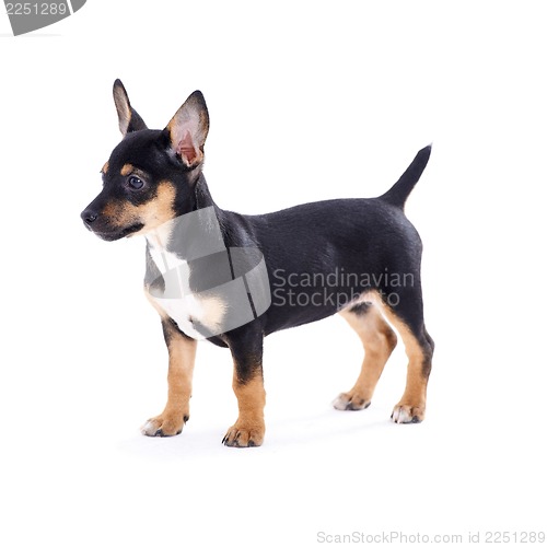 Image of Young black coat puppy dog isolated on white