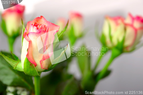 Image of rose bud