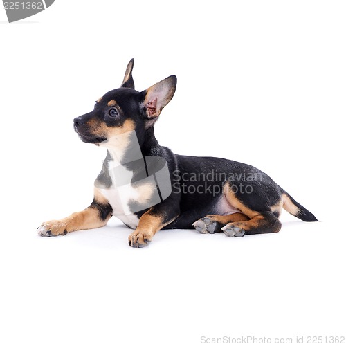 Image of Young black coat puppy dog isolated on white