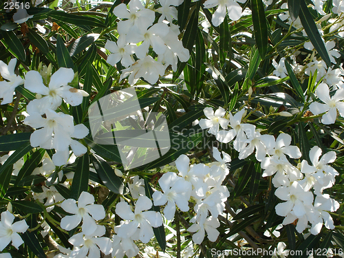 Image of Macro of white flowers