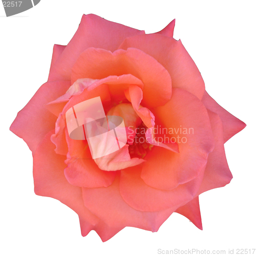 Image of Macro of a rose