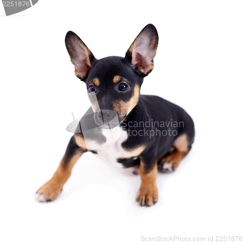 Image of Young black coat puppy dog isolated on white