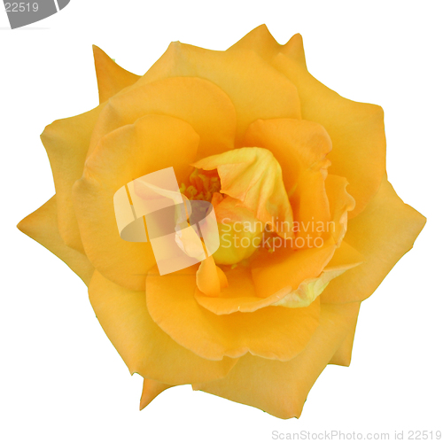 Image of Macro of a rose