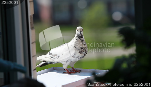 Image of spotted dove 