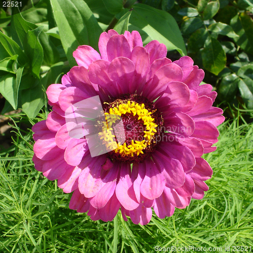 Image of Macro of a flower