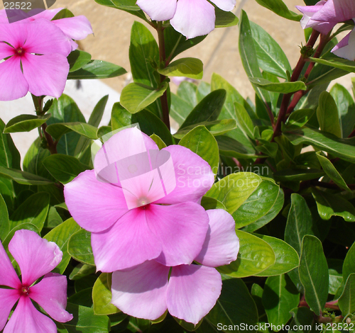 Image of Macro of a flower