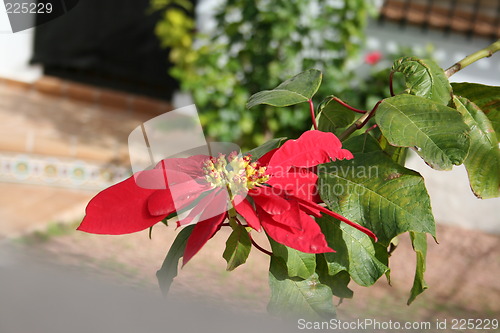 Image of Beautiful Christmas star