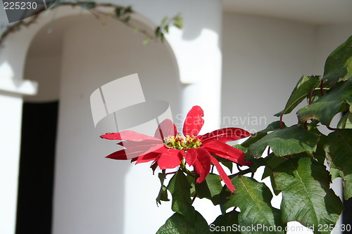 Image of Christmas star in garden,Spain