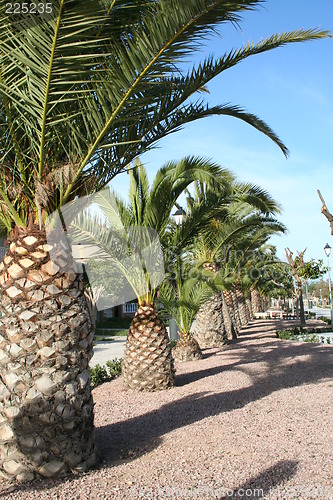 Image of Palms in line