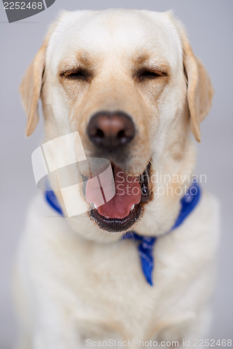 Image of Beautiful labrador having a yawn