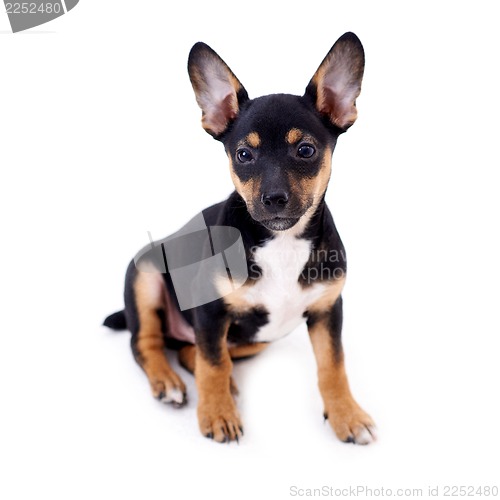 Image of Young black coat puppy dog isolated on white