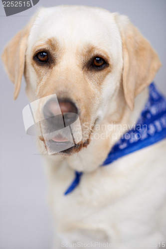 Image of Closeup portrait of a golden labrador