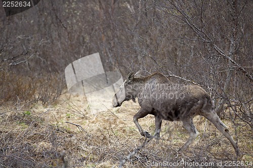 Image of Wild Moose