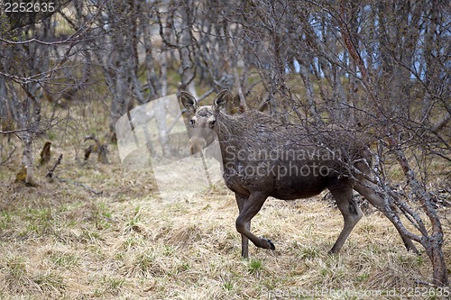 Image of Wild Moose