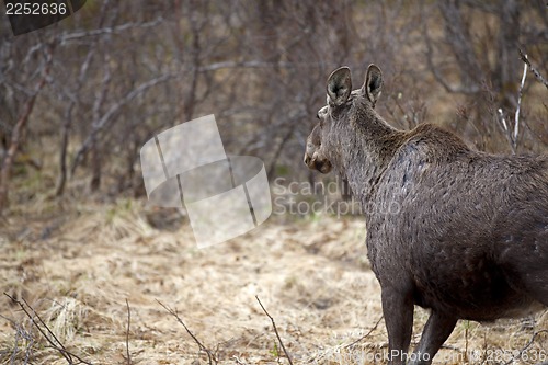 Image of Wild Moose