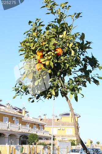 Image of Tangerine tree on pavement