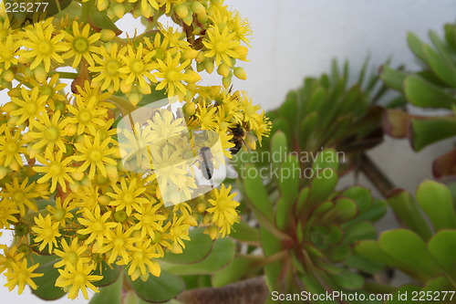 Image of Spanish flower with two bees