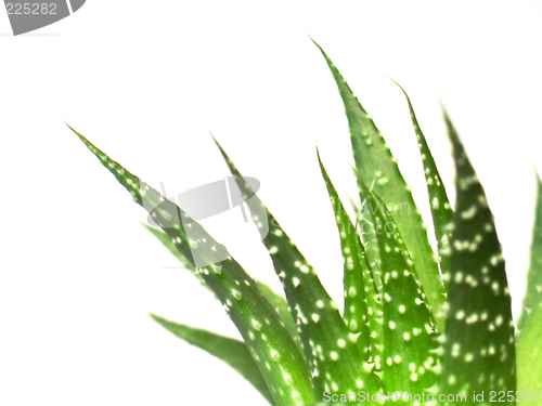 Image of aloe vera leaves, detailed