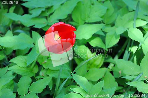 Image of Lone Red Tulip