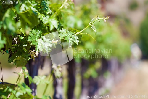 Image of vine close-up