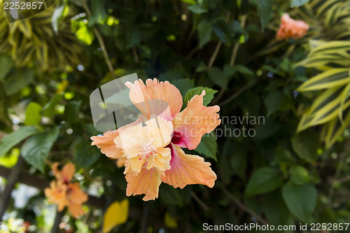 Image of Hibiscus Flower.