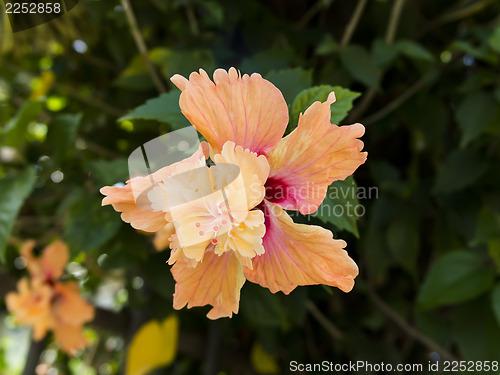 Image of Big Hibiscus Flower.