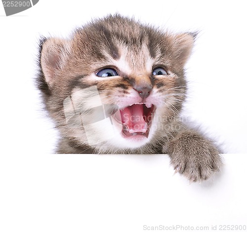 Image of little 2 weeks old kitten