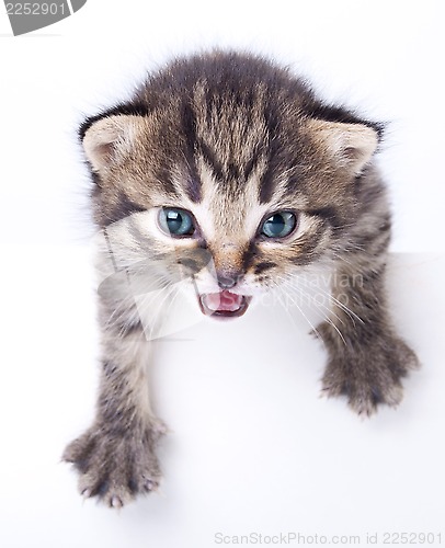 Image of little  kitten