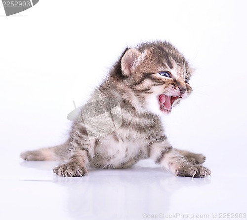 Image of little 2 weeks old kitten