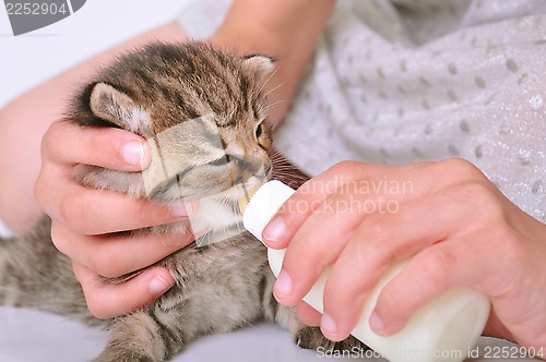Image of child feeding small kitten from the bottle