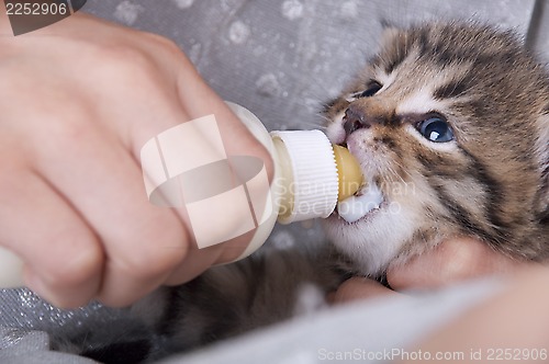 Image of little girl feeding small kitten from the bottle