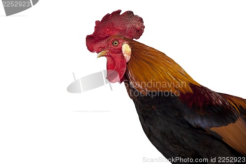 Image of Rooster