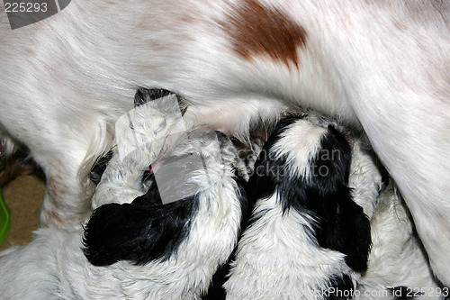 Image of feeding pups