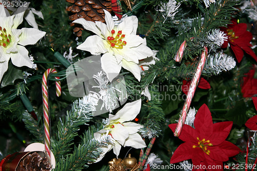 Image of sugar canes and poinsettia