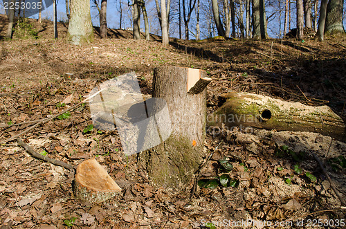 Image of cut tree stump paint mark deforestation area 